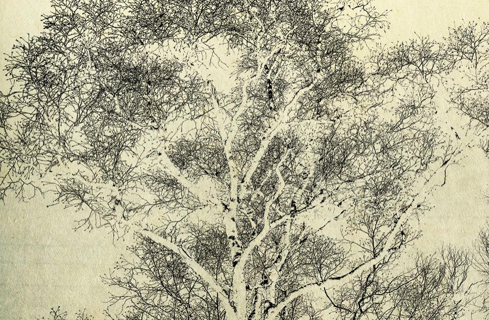 Birch tree in the winter