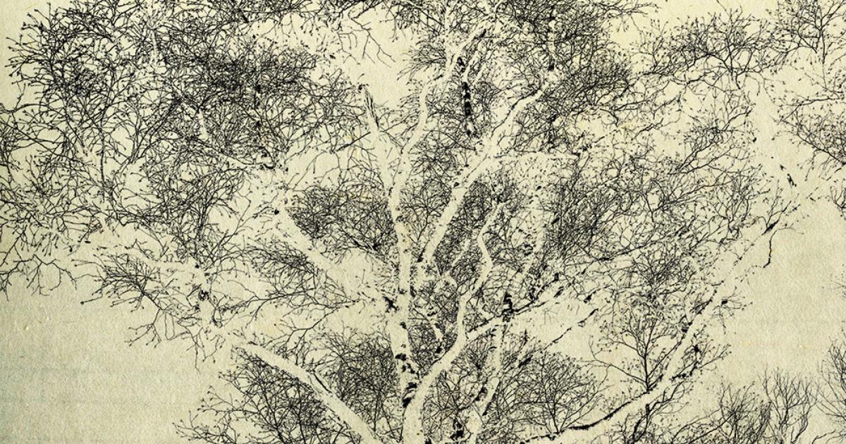 birch_in_a_winter_fumio_yamagu