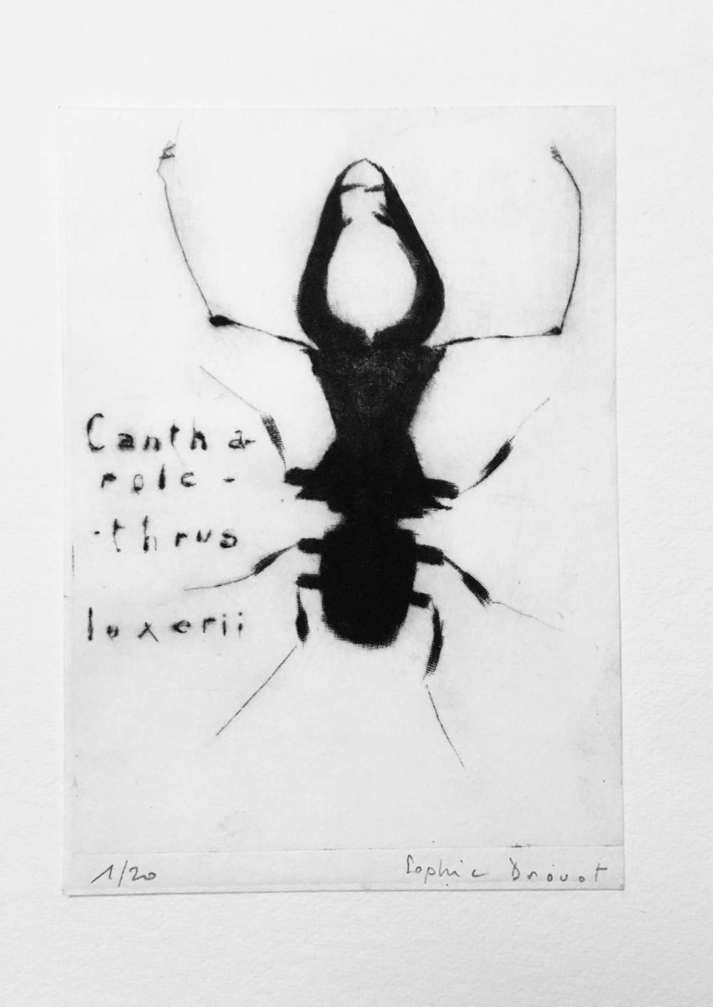 Lucane Cantharolethrus luxerii