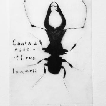 Lucane Cantharolethrus luxerii