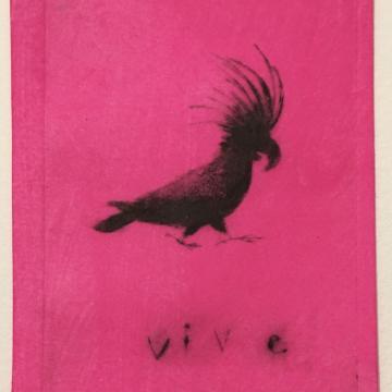 Vive Cacatoès noir sur fond rose