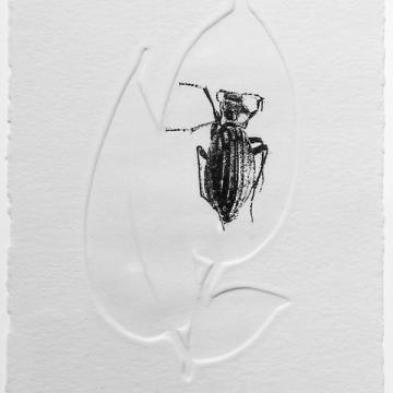 Beetle II